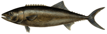 Oilfish