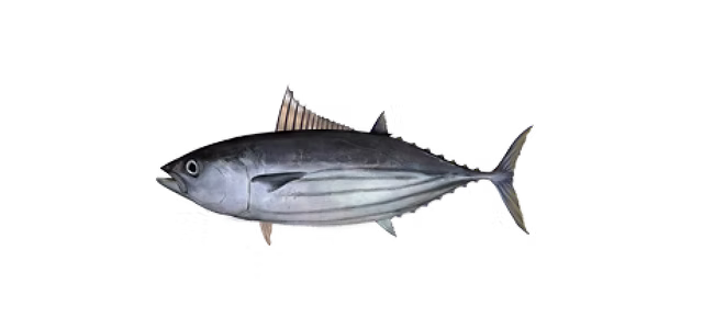 Skipjack Tuna