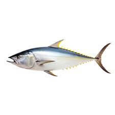 Yellowfin Tuna